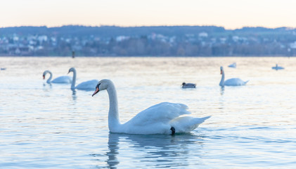 Fototapeta premium Schwan - Sonnenuntergang in Konstanz am Bodensee