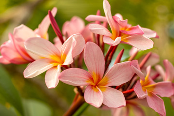 Close up of light pink Frangipani flowers. Blossom Plumeria flowers on green blurred background. Flower background for wedding decoration.