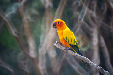 Beautiful colorful Sun Conure parrot birds or Love Bird science name Aratinga solstitialis little parrot