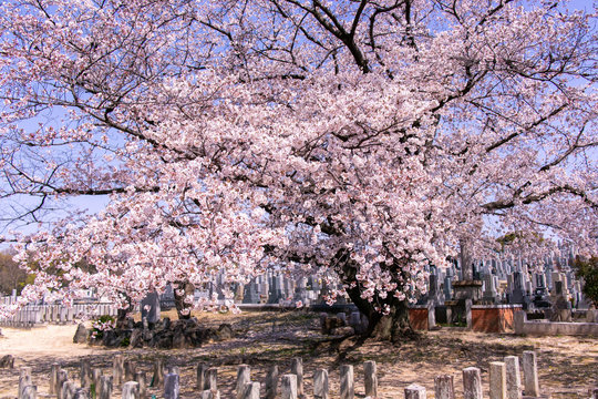 「桜の古木」の写真素材 | 1,555件の無料イラスト画像 | Adobe Stock