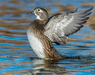 Hen Wood Duck flapping her wings