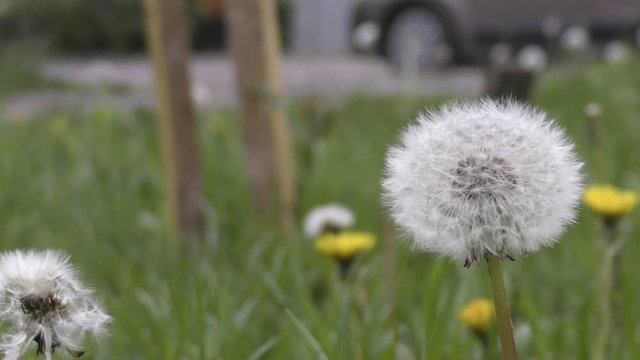 Fluffy Dandelion flowers growing on lawn in city