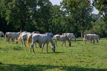 Naklejka na ściany i meble Lipizzaner horses grazing on Lipica pasture, group of beautiful animal from famous horse breeding