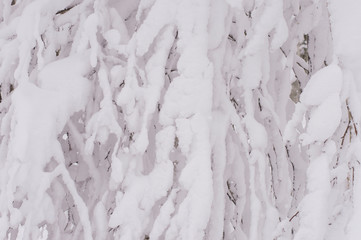 texture of tree branches covered with snow