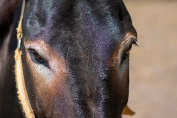 Naklejka premium Funny donkey animal serious portrait, one farm animal in daylight sunlight