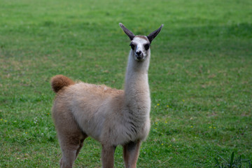 Young baby llama Lama glama portrait, beautiful hairy animal with amazing big eyes, light cream brown white color