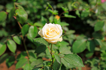 Chinese rose in a park