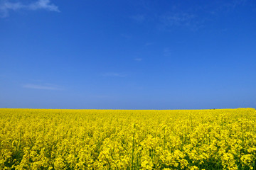 横浜町の菜の花畑。横浜、青森、日本。５月中旬。