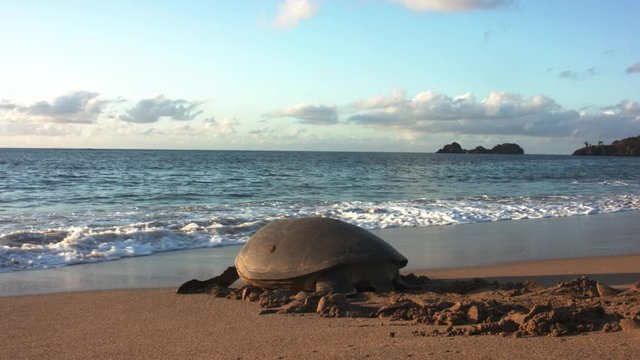 Adult green tortoise walking on sand and into the waves during golden hour in Lianiakea Beach, Hawaii