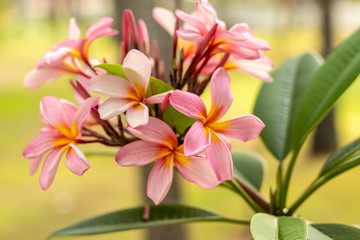 Branch of light pink Frangipani flowers. Blossom Plumeria flowers on natural blurred background. Flower background for decoration.