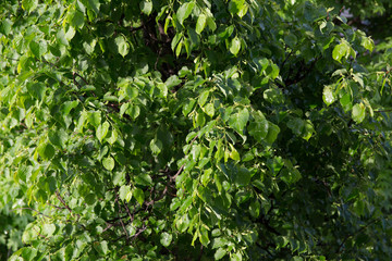 Shiny texture of wet green linden leaves after rain and sunlight on the leaves.