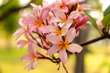 Close up of light pink Frangipani flowers. Blossom Plumeria flowers on natural blurred background. Flower background for wedding decoration.