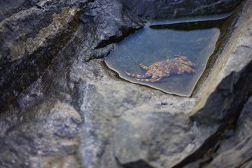 Polluted Sea water, Waste materials from sea