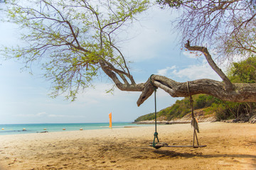 Fototapeta premium Swing on a tree on the beach on a sunny day.