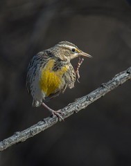 Meadow Lark