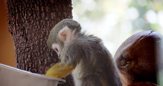 common squirrel monkey (saimiri sciureus),video footage.