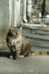 The cat walks along the street. Street cat. The cat is sitting on the fence. Cat by the sea . Red cats.