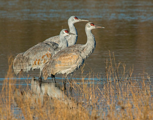 Sandhill Cranes at Bosque Del Apache