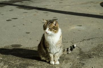 Naklejka premium The cat walks along the street. Street cat. The cat is sitting on the fence. Cat by the sea . Red cats.