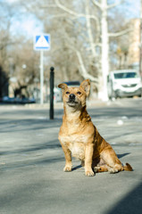 A lonely dog is waiting for his master. Street dog.