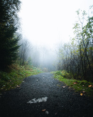 Fototapeta premium foggy forest