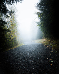 path into the fog