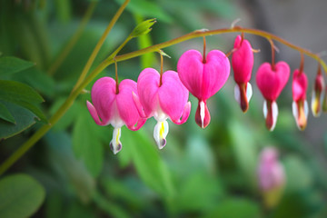 Heart-shaped pink blossoms of the popular spring garden flower called bleeding heart (Lamprocapnos...
