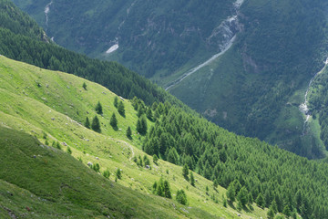 Fototapeta premium pines backlit on mountain