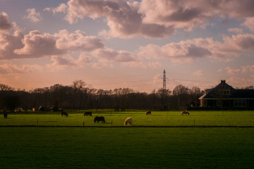 Fototapeta premium horse in field