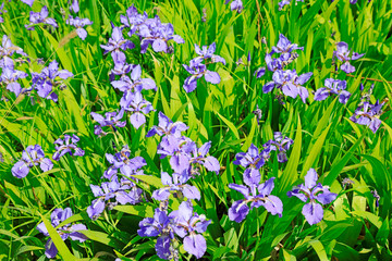 Obraz na płótnie Canvas Iris flower is in the field