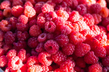 Fresh raspberries in a bucket background closeup photo