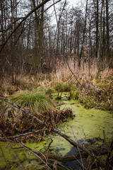 Landscape of wetland. Close up.