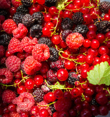 Fresh raspberries in a bucket background closeup photo