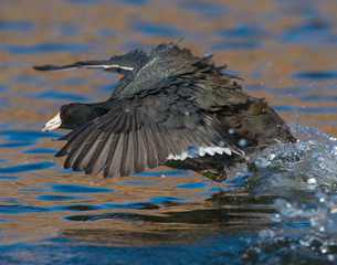 American Coot taking off