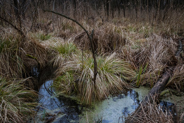 Landscape of wetland. Close up.