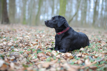 Junger schwarzer Labrador im herbstlichen Wald