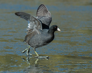 American Coot walking on a frozen pond
