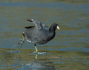 American Coot walking on a frozen pond
