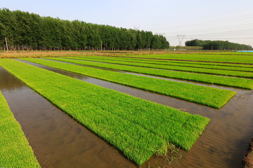 Rice seedling bed