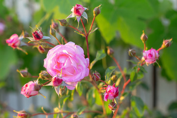 roses with pink petals growing in the garden 