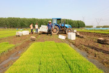 Rice seedling bed