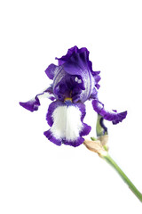 Beautiful purple iris flower isolated on a white background.