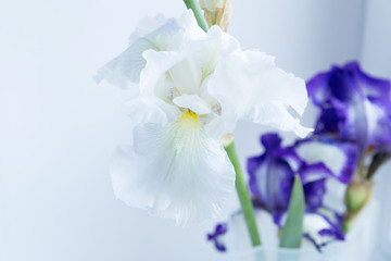 Beautiful white and purple iris flower on a white background.