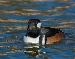 male Hooded Merganser