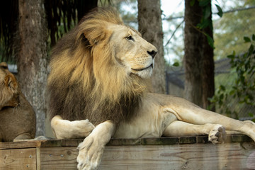 Portrait of a Lion 