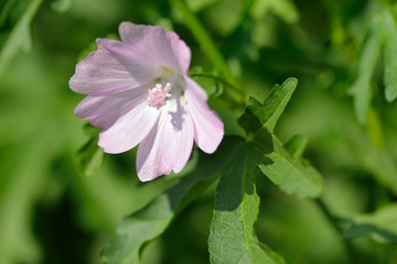 Blüten der Wilden Malve