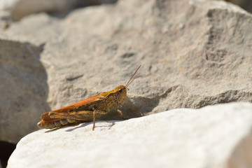 Brauner Grashüpfer auf einem Stein