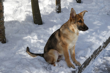 Beautiful purebred German Shepherd Puppy 5 months old