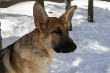Beautiful purebred German Shepherd Puppy 5 months old
