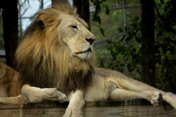 Obraz na płótnie Canvas Portrait of a Lion 
